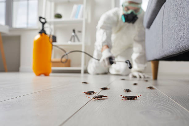 Trusted Cockroach Control service in South Portland, ME - Nex Pest Control